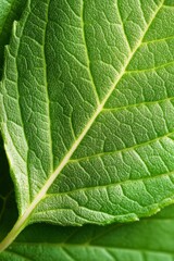 Obraz premium A close up of a green leaf on a plant