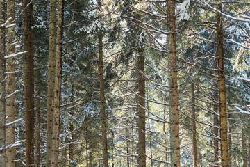 las świerkowy w górach, zima © Piotr Szpakowski
