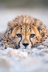 A cheetah laying on the ground looking at the camera