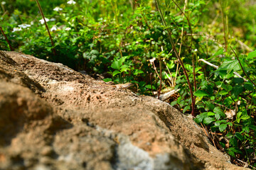 Lizard On Rock