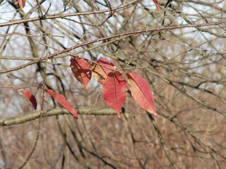 Natura jesienią - oznaki jesieni oraz nadchodzącej zimy © tomo81