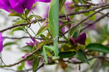 Mantide Religiosa