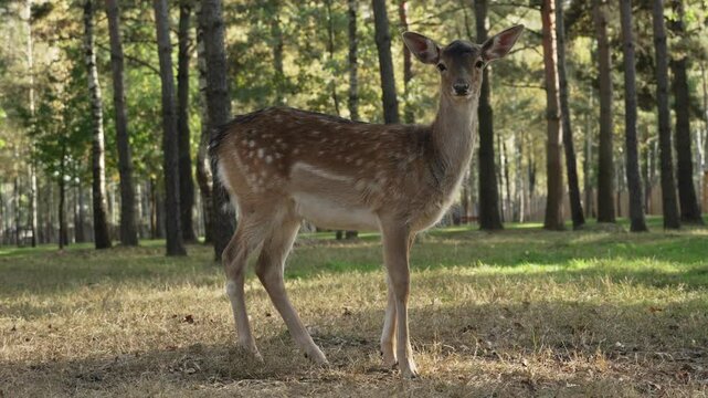 Spotted roe deer with ears pricked up looks straight at camera medium shot slow motion. Young true deer grazing in the wild. Whitetail sika deer walking in forest