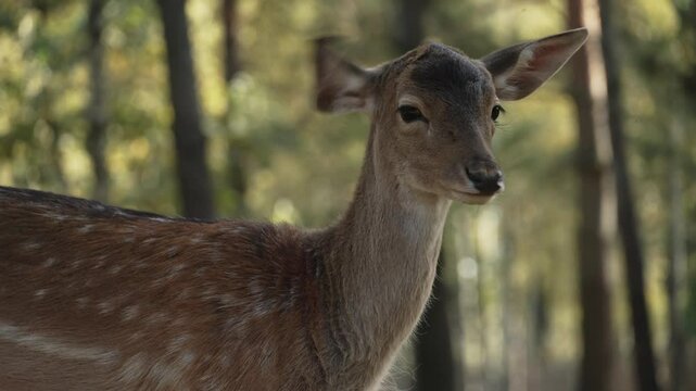 Roe deer looking straight at camera shaking its ears close up slow motion. Young true deer grazing in the wild. Whitetail sika deer walking in forest
