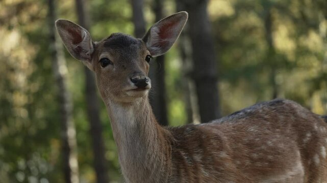 Whitetail spotted young deer looking straight at camera shaking ears close up slow motion. Young true deer grazing in the wild. Whitetail sika deer walking in forest