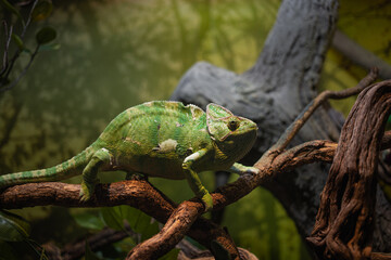 A large green chameleon crawls very slowly along a branch, a water park or a zoo, a hall with lizards