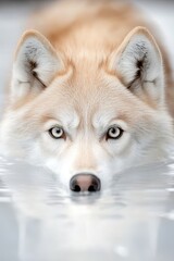 Obraz premium A close up of a dog's face in the water