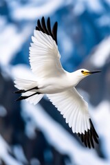 A white bird flying through the air with mountains in the background
