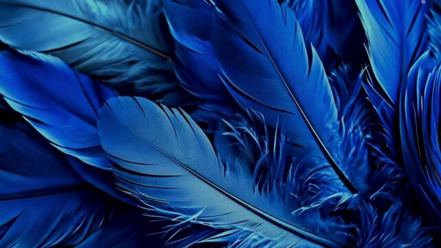 Blue feathers of a peacock