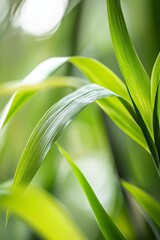 Fototapeta premium a close up of a green plant with a blurry background
