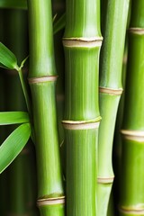 Fototapeta premium A close up of a bunch of green bamboo stalks