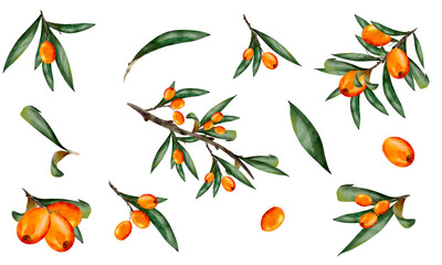 Set of sea buckthorn watercolor, Juicy painted berries and twigs in a realistic style by hand. Elements isolated on white background.