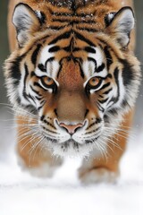 Naklejka premium A close up of a tiger walking in the snow