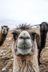 Obraz premium A close up of a camel's face in a field