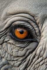 Fototapeta premium A close up of an elephant's eye with an orange pupil