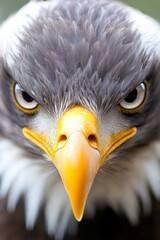  A close up of a bald eagle's face with yellow beak