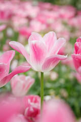 Fototapeta premium pink tulips
