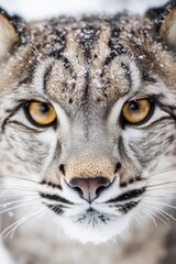 Fototapeta premium A close up of a lynx's face in the snow