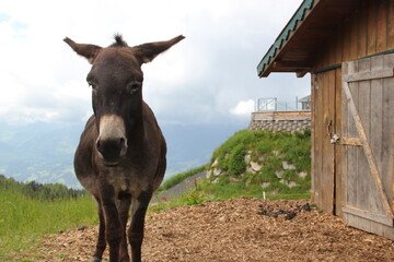 Esel vor Bergkulisse in Tirol