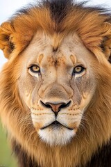 Obraz premium A close up of a lion's face with a blue sky in the background