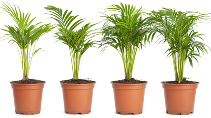 Obraz premium Areca Palms in Pots Displayed on a Transparent Background Generative AI