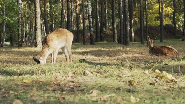 Whitetail spotted young deer grazing and resting on a meadow in the forest on a sunny day slow motion. Young true deer grazing in the wild. Whitetail sika deer walking in forest