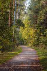 Słoneczny jesienny dzień w leśnym parku © af-mar