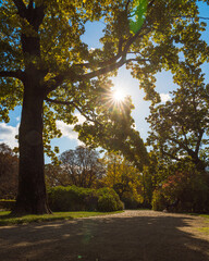 Słońce przebijające się przez kolorowe liście jesiennych drzew © af-mar