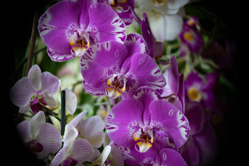 Obraz premium Orchidee