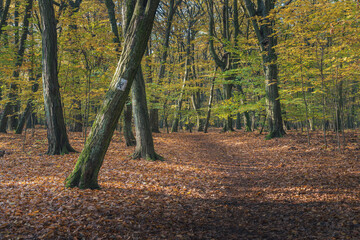 Leśna ścieżka w jesiennym parku w Warszawie © af-mar
