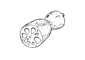 蓮根丸ごと　線画 透過png