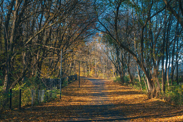 Jesienna droga pomiędzy drzewami z leżącymi na ziemi kolorowymi liśćmi  © af-mar
