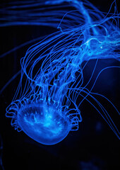 Sea jellyfish with long tentacles