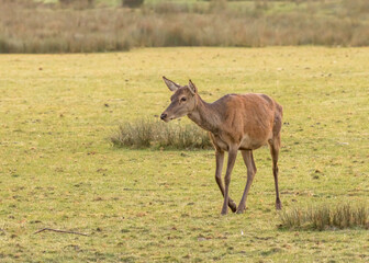 portrait d'une biche seul dans une étendue naturelle en prairie sauvage, sous des lumière douces...
