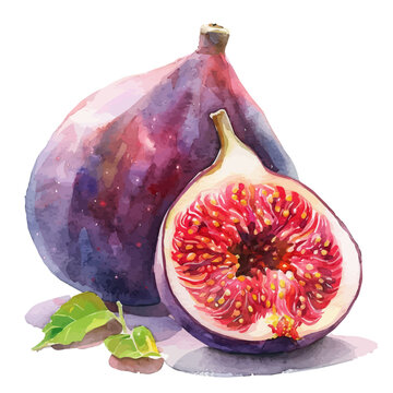 recommend clip art: A watercolor vector of a Fig, isolated on a white background.