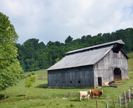 Curious Cows Stand Outside Barn