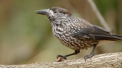 Northern or spotted nutcracker bird in autumn forest, Nucifraga caryocatactes