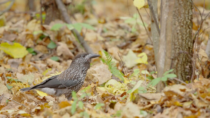 Northern or spotted nutcracker bird in autumn forest, Nucifraga caryocatactes