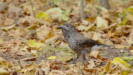 Northern or spotted nutcracker bird in autumn forest, Nucifraga caryocatactes