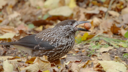 Northern or spotted nutcracker bird in autumn forest, Nucifraga caryocatactes