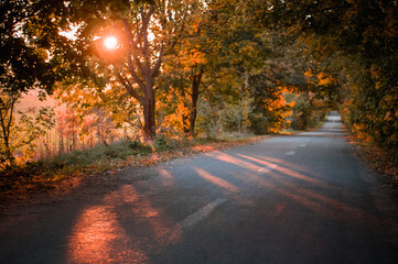 autumn, yellow leaves, red leaves, leaves, background, nature, landscape