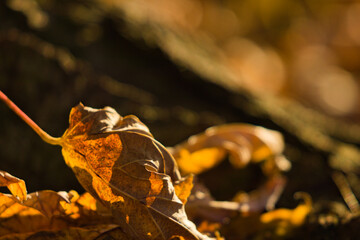autumn leaves on the ground