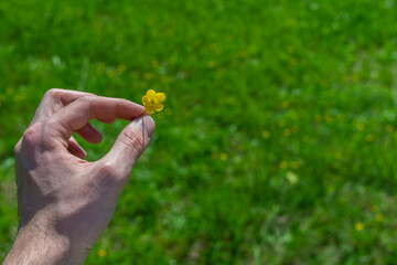 Ranuncolo Ranunculus