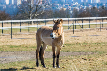 Obraz premium Equus przewalskii in meadows of Prague in Divci Hrady, Czech republic