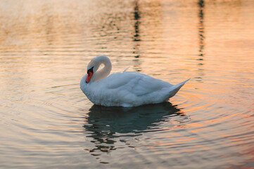 Fototapeta premium swans, birds, river, landscape, background, nature, sunset