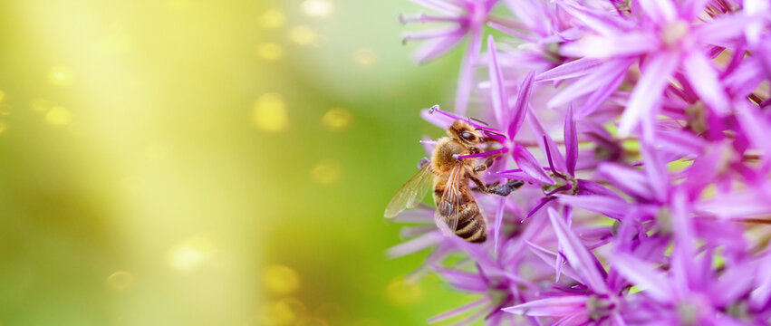 close up of bee on pink flower, sun light