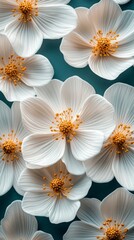 Beautiful white flowers on a teal background creating a fresh and vibrant aesthetic