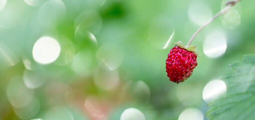 strawberry in garden, on green background