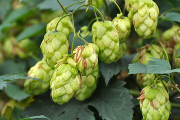 On the stem of the plant cones of hops