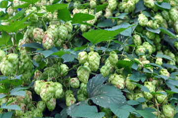 On the stem of the plant cones of hops